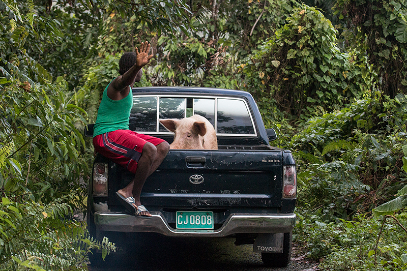 This Little Piggy, Ecclesdown Road, Jamaica