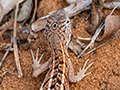 Madagascar Three-eyed Lizard, Spiny Desert, Madagascar