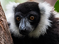 Black-and-white Ruffed Lemur, Lemur Island, Madagascar