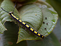 Caterpillar, Mantadia NP, Madagascar