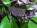 Chameleon: Brookesia sp, Vakona Forest Lodge, Andasibe, Madagascar