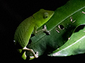 Chameleon, Night Walk, Vakona Lodge, Andasabe, Madagascar