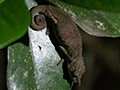 Nose-horned Chameleon, Night Walk, Vakona Lodge, Andasabe, Madagascar