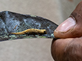 Pygmy Leaf Chameleon