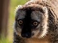 Common Brown Lemur, Lemur, Lemur Island, Madagascar