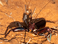 Cricket, Spiny Desert, Madagascar