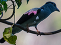 Cuckoo-roller, Ankarafantsika NP, Madagascar