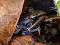 Frog, Drive to Ankarafantsika, Madagascar