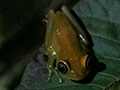 Green Bright-eyed Frog, Night Walk, Vakona Lodge, Andasabe, Madagascar
