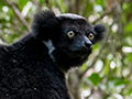 Indri, Perinet Reserve, Madagascar