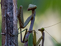 Mating Praying Mantis, Isalo NP, Madagascar