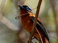 Madagascar Paradise-Flycatcher, Ankarafantsika NP, Madagascar
