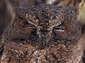 Malagasy Scops-Owl, Perinet Reserve, Madagascar