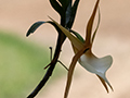 Orchid, Andasibe Community, Madagascar