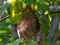 Sakalava Weaver Nest, Ankarafantsika NP, Madagascar