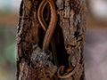 Common Big-eyed Snake, Ankarafantsika NP, Madagascar