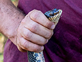 Hognose Snake, Ankarafantsika NP, Madagascar