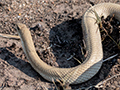 Blonde Hognose Snake, Madagascar