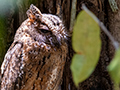 Torotoroka Scops-Owl, Madagascan Endemic, Ankarafantsika NP, Madagascar