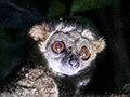 Eastern Woolly Lemur, Night Walk, Vakona Lodge, Andasabe, Madagascar