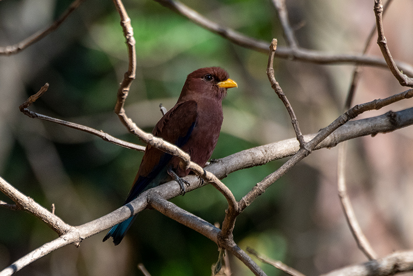 Broad-billed Roller, Ankarafantsika NP, Madagascar