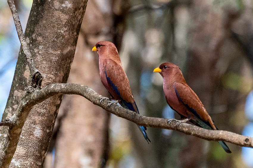 Broad-billed Roller, Ankarafantsika NP, Madagascar