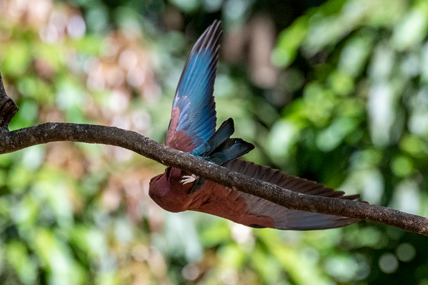 Broad-billed Roller, Ankarafantsika NP, Madagascar