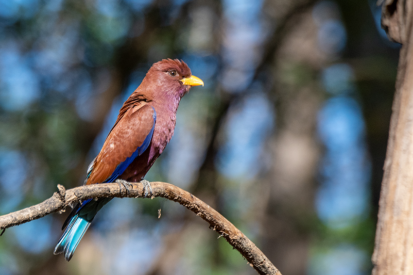 Broad-billed Roller, Ankarafantsika NP, Madagascar