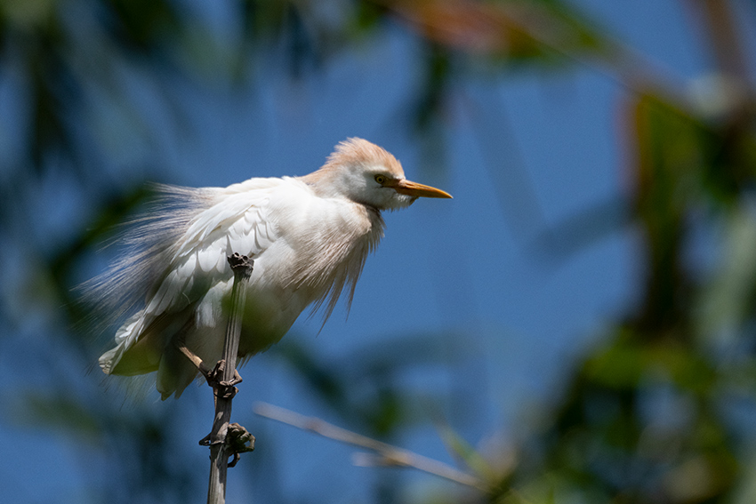 Cattle Egret, Lake Alarobia, Antananarivo, Madagascar