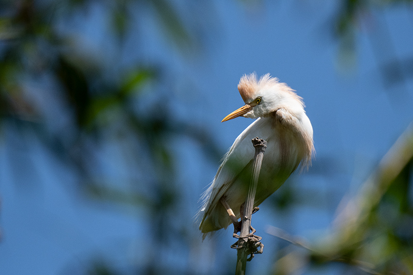 Cattle Egret, Lake Alarobia, Antananarivo, Madagascar