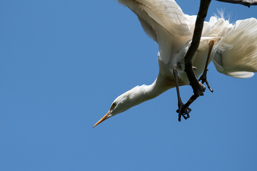 Cattle Egret, Lake Alarobia, Antananarivo, Madagascar