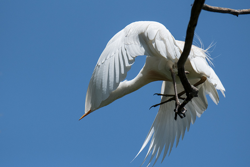 Cattle Egret, Lake Alarobia, Antananarivo, Madagascar