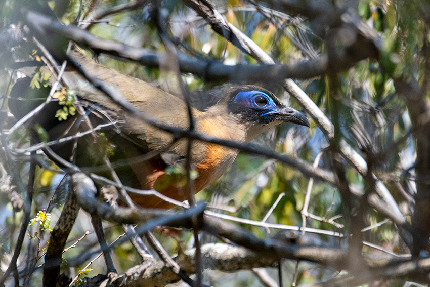 Giant Coua, Madagascan Endemic, Zombitse-Vohibasia NP, Madagascar