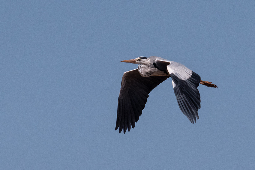 Gray Heron, Betsiboka River Delta Boat Ride, Madagascar