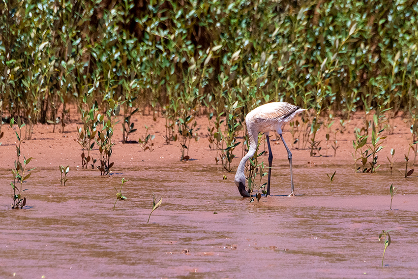 Lesser Flamingo, Betsiboka River Delta Boat Ride, Madagascar