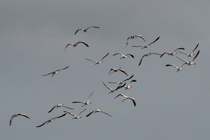 Lesser Flamingo, Belalanda Wetlands, Madagascar