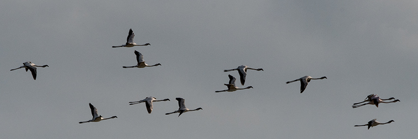 Lesser Flamingo, Belalanda Wetlands, Madagascar