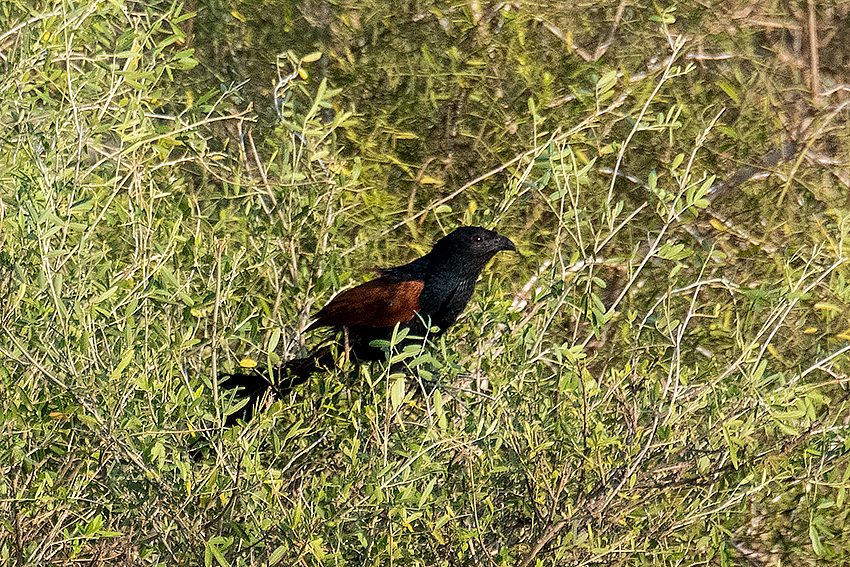 Madagascar Coucal, Belalanda Wetlands, Madagascar