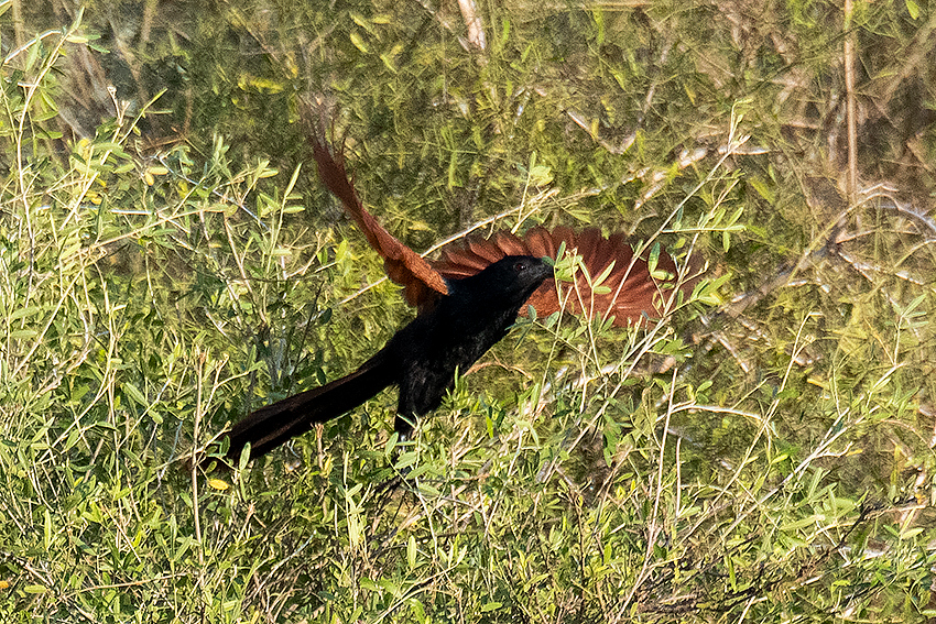 Madagascar Coucal, Belalanda Wetlands, Madagascar