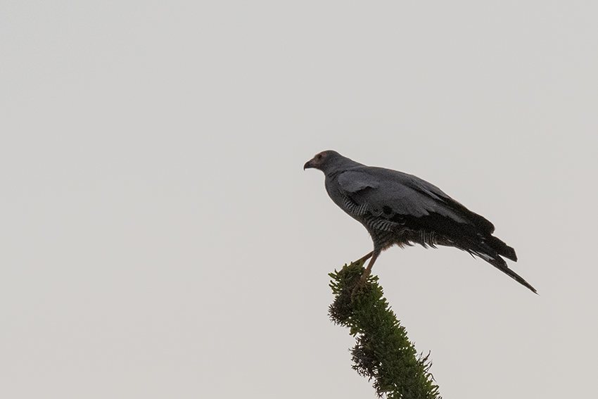 Madagascar Harrier-Hawk, Madagascan Endemic, Spiny Desert, Madagascar