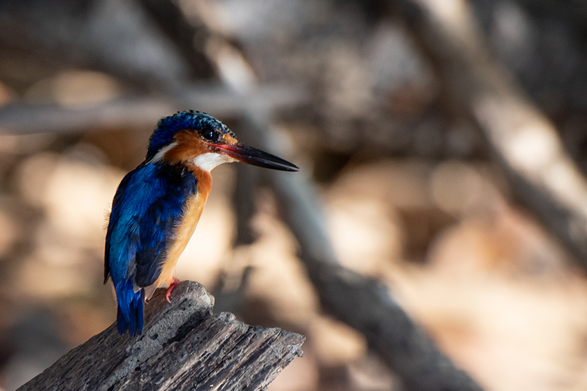 Malagasy Kingfisher, Lake Ravelobe Boat Ride, Ankarafantsika NP, Madagascar