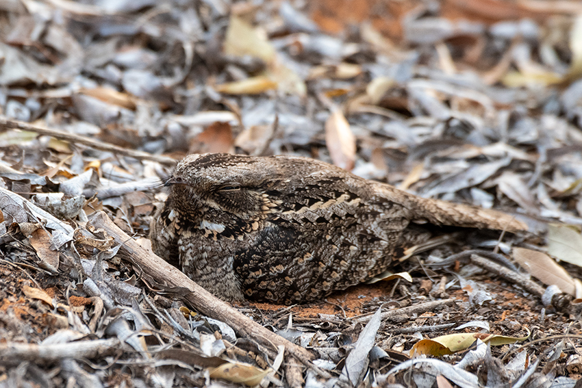 Madagascar Nightjar, Spiny Desert, Madagascar