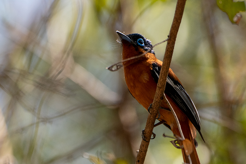 Madagascar Paradise-Flycatcher, Ankarafantsika NP, Madagascar