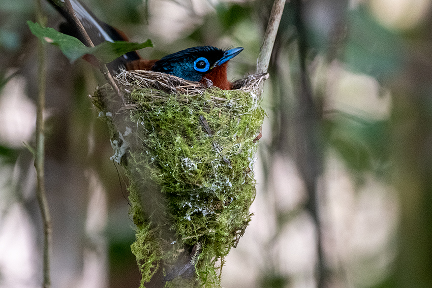 Nesting Madagascar Paradise-Flycatcher, Perinet Special Reserve, Madagascar