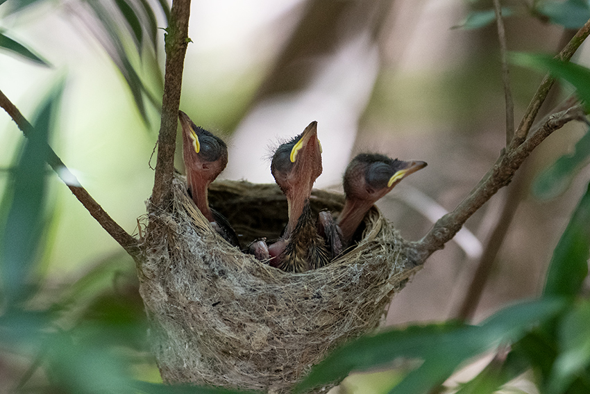 Madagascar Paradise-Flycatcher Nestlings, Isalo NP, Madagascar