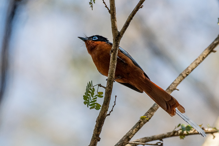 Madagascar Paradise-Flycatcher, Zombitse-Vohibasia NP, Madagascar