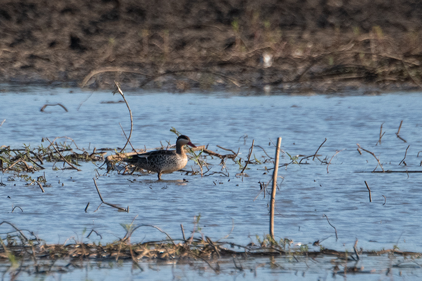 Red-billed Duck, Lakes at Mahajanga, Madagascar