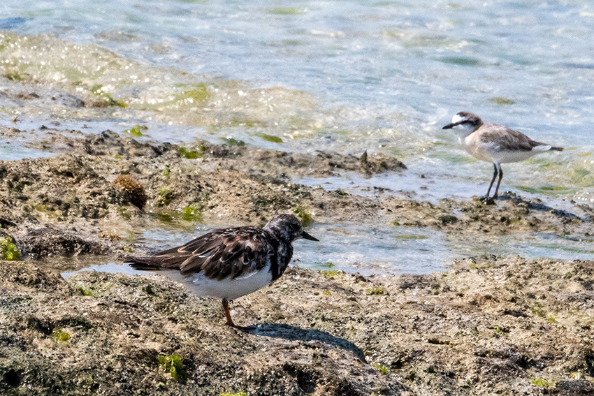 Ruddy Turnstone with a White-fronted Ploover, Nosy Ve, Madagascar