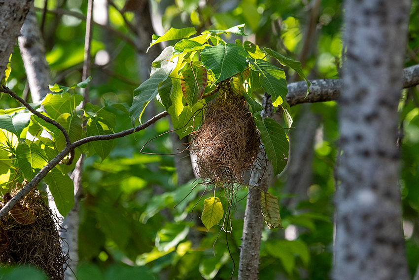 Sakalava Weaver Nest, Ankarafantsika NP, Madagascar