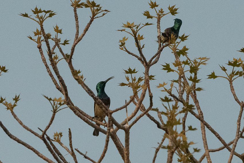 Souimanga Sunbird, Spiny Desert, Madagascar